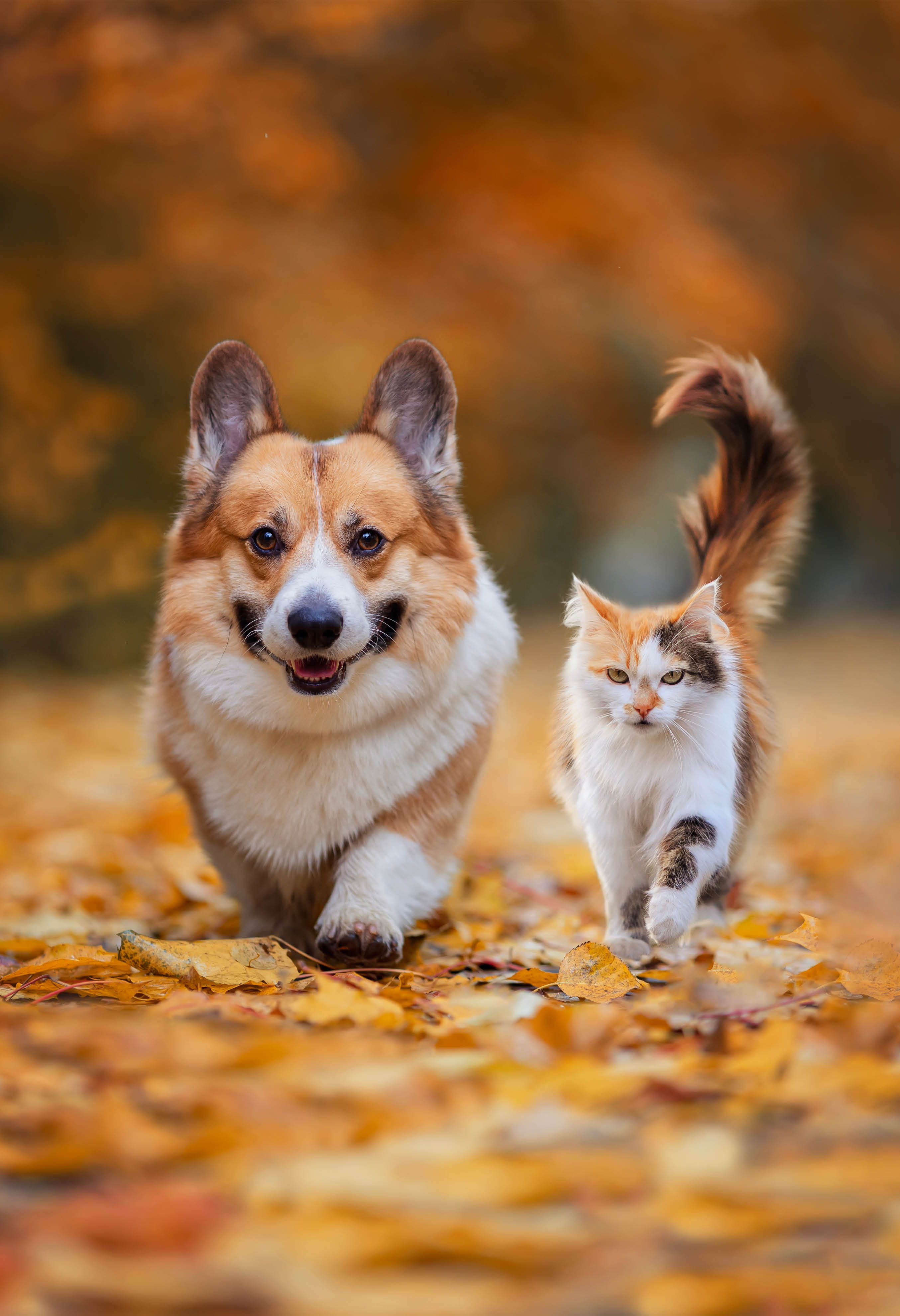 Gli snack più votati che gli animali domestici amano letteralmente